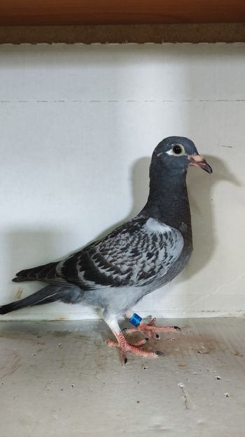  - De vânzare voiajori pui 2023