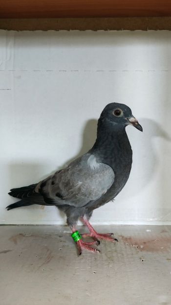  - De vânzare voiajori pui 2023