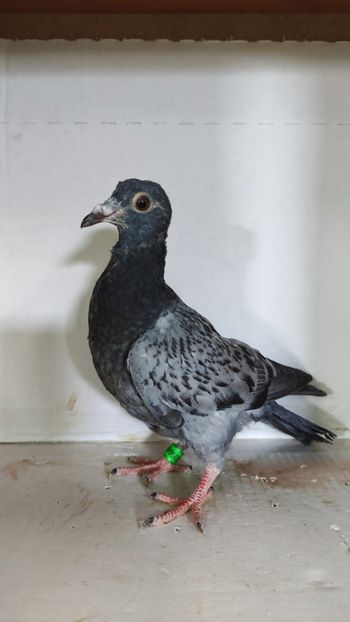  - De vânzare voiajori pui 2023