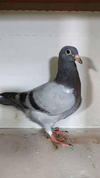  - De vânzare voiajori pui 2023