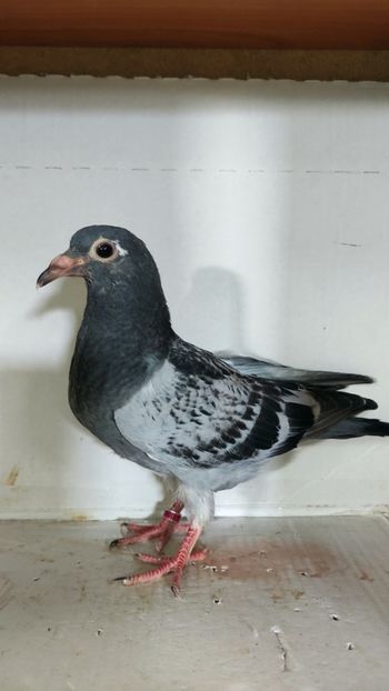  - De vânzare voiajori pui 2023