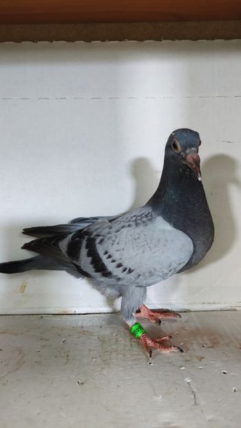  - De vânzare voiajori pui 2023