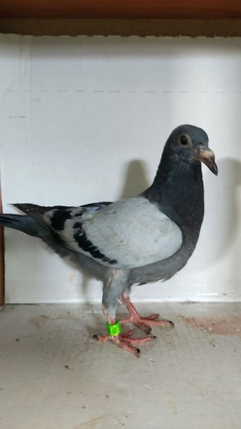  - De vânzare voiajori pui 2023