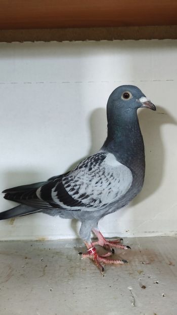  - De vânzare voiajori pui 2023