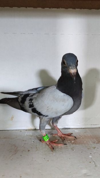  - De vânzare voiajori pui 2023