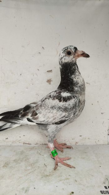  - De vânzare voiajori pui 2023