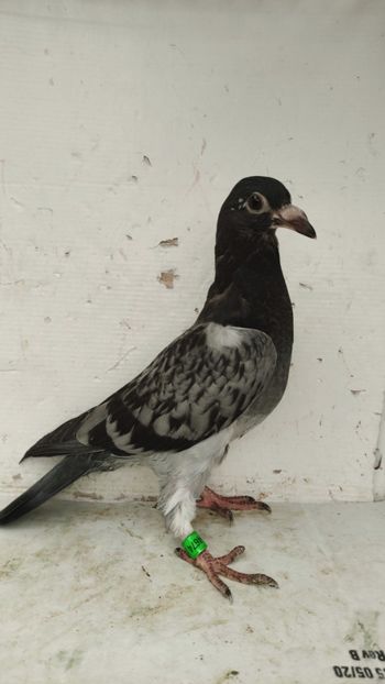  - De vânzare voiajori pui 2023