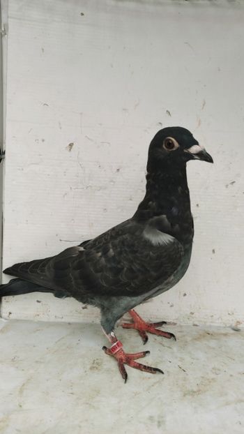  - De vânzare voiajori pui 2023