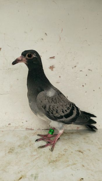  - De vânzare voiajori pui 2023