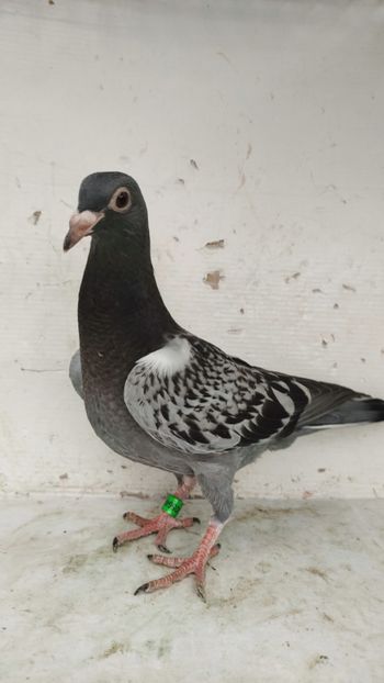  - De vânzare voiajori pui 2023