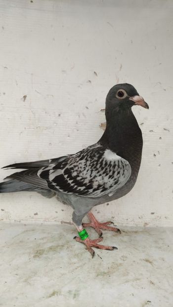  - De vânzare voiajori pui 2023