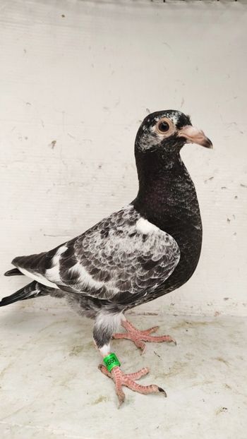  - De vânzare voiajori pui 2023