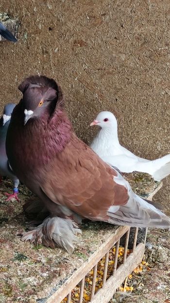  - Por uriași maghiari