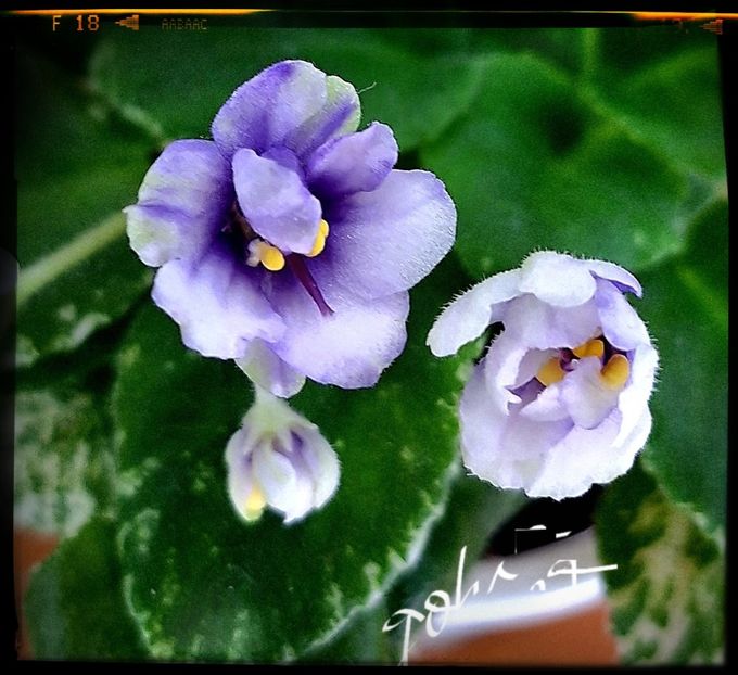 Andirodack Moon (mini ) - AA violete africane de colectie