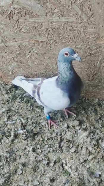  - De vanzare voiajori pui 2015