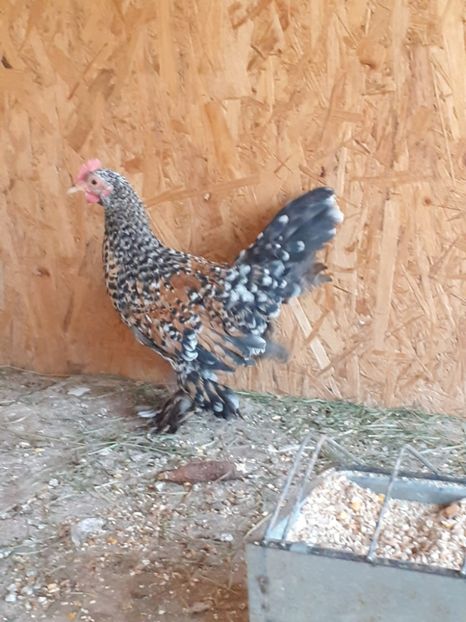  - De vanzare gainuse mi de flori