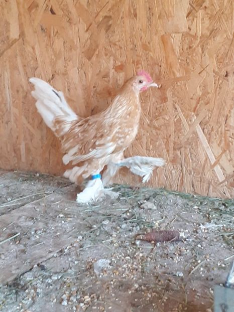  - De vanzare gainuse mi de flori