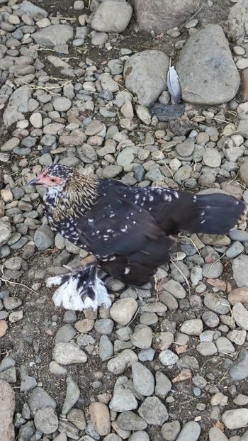  - De vanzare gainuse mi de flori