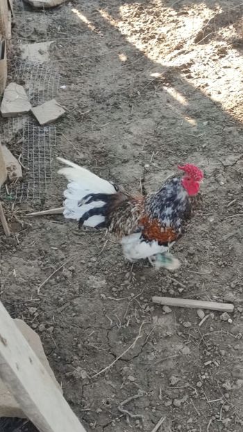  - De vanzare gainuse mi de flori