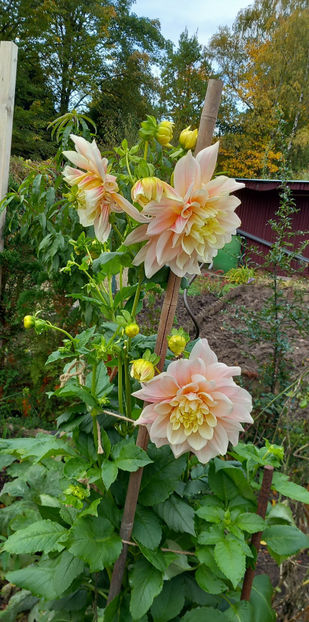  - 2024 - 03 - Toamna