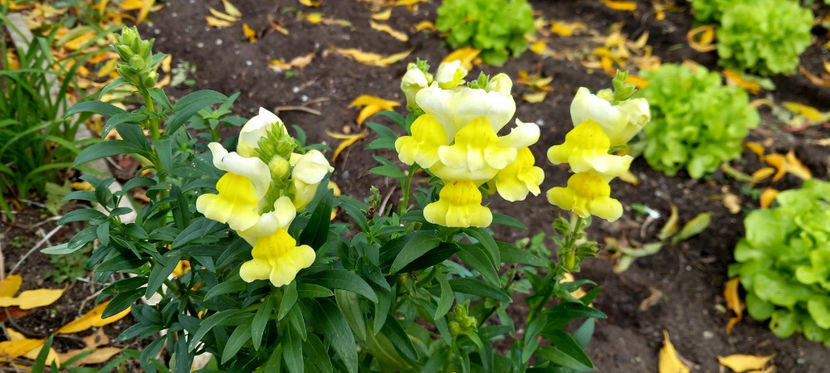  - 2024 - 03 - Toamna