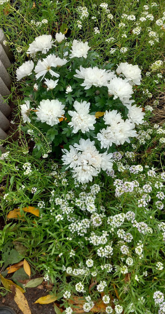  - 2024 - 03 - Toamna