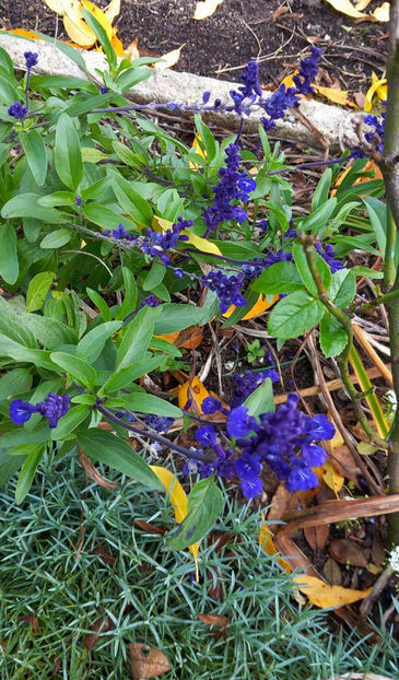  - 2024 - 03 - Toamna