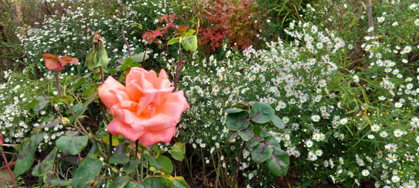  - 2024 - 03 - Toamna