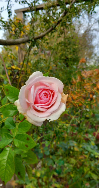  - 2024 - 03 - Toamna