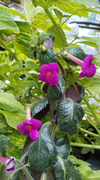  - 2024-BriD s ELLIE MEYER