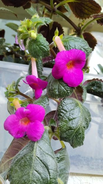  - 2024-BriD s ELLIE MEYER