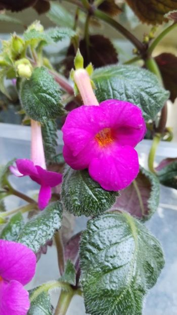  - 2024-BriD s ELLIE MEYER