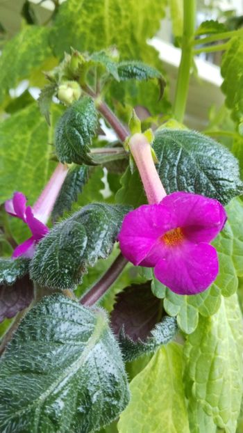  - 2024-BriD s ELLIE MEYER