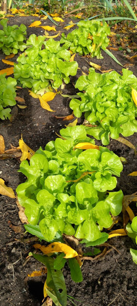  - 2024 - 03 - Toamna