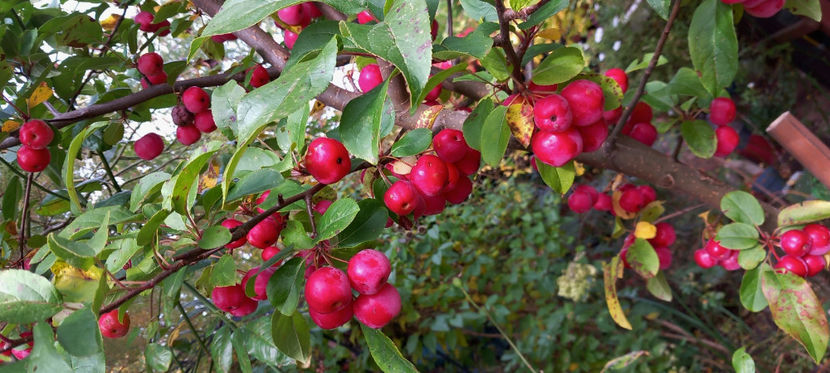  - 2024 - 03 - Toamna