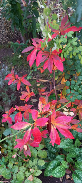  - 2024 - 03 - Toamna