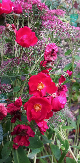  - 2024 - 03 - Toamna