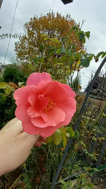  - 2024 - 03 - Toamna