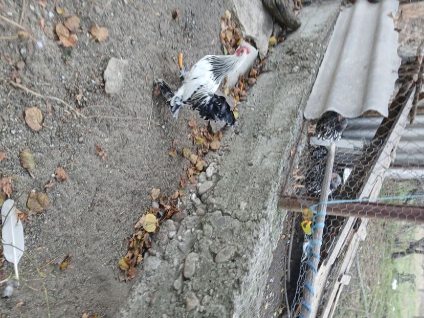  - Gradina cu vise -HD
