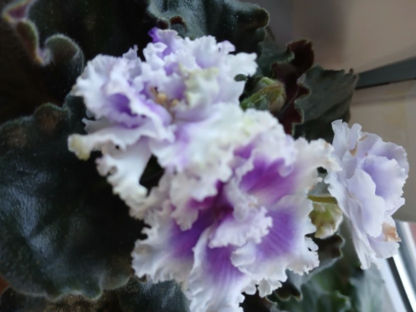  - Nk Francuzskij Bulvar