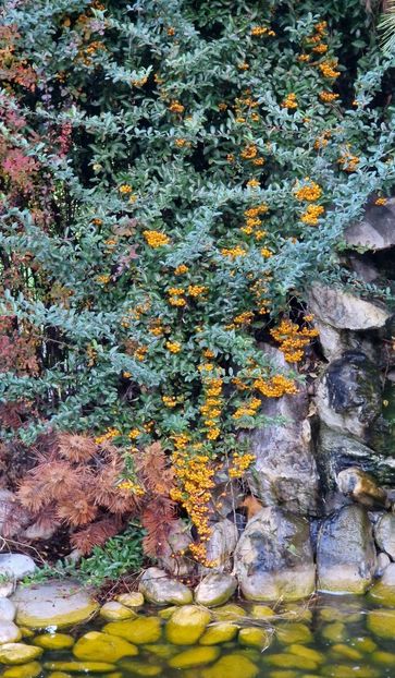 Pyracantha - Octombrie 2024