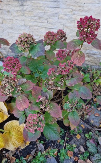 Toamna hortensiilor - Octombrie 2024