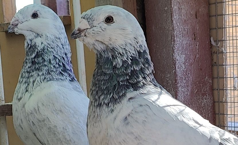 11 - Pui voiajor standard 2024