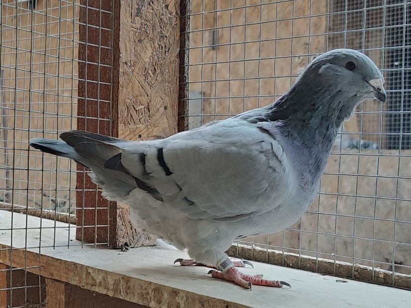 12 - Pui voiajor standard 2024