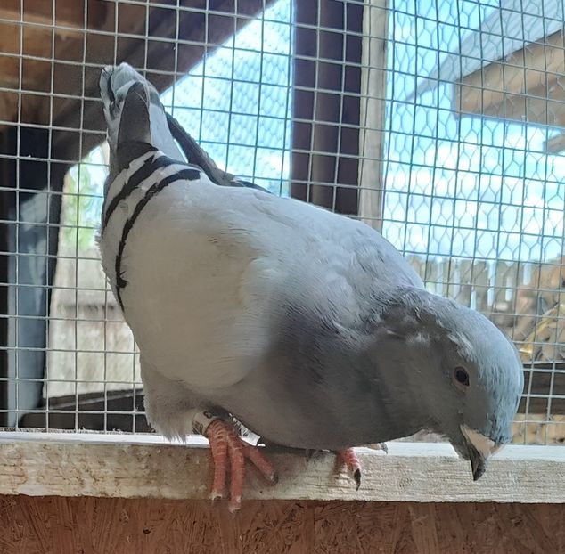 12 - Pui voiajor standard 2024