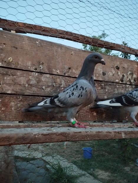 370f56d1-3566-42e1-ba20-4dca9b41507c-1_all_7589 - Păsăroi 24