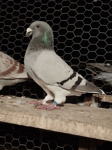 370f56d1-3566-42e1-ba20-4dca9b41507c-1_all_7481 - 2024