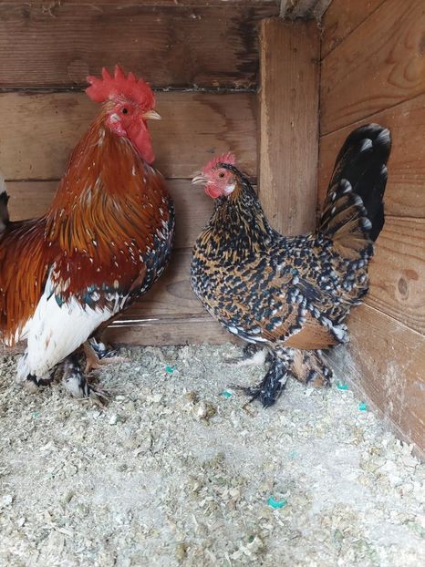  - De vanzare gainuse mi de flori