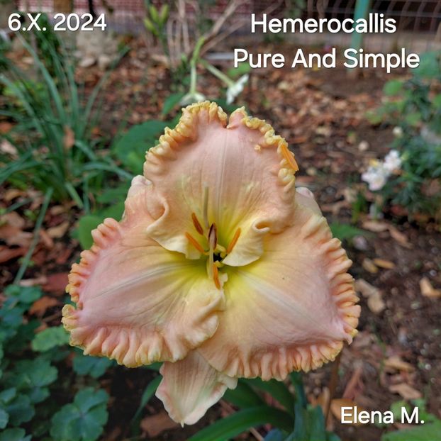  - 2024- Hemerocallis