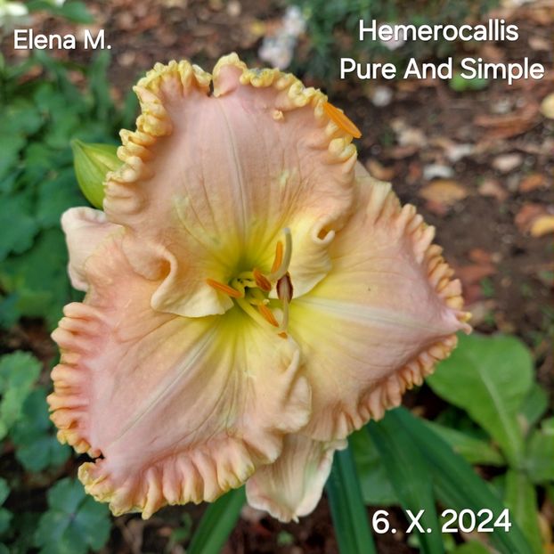  - 2024- Hemerocallis